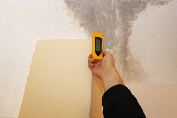 Mold Odor Removal Services in Prospect, PA