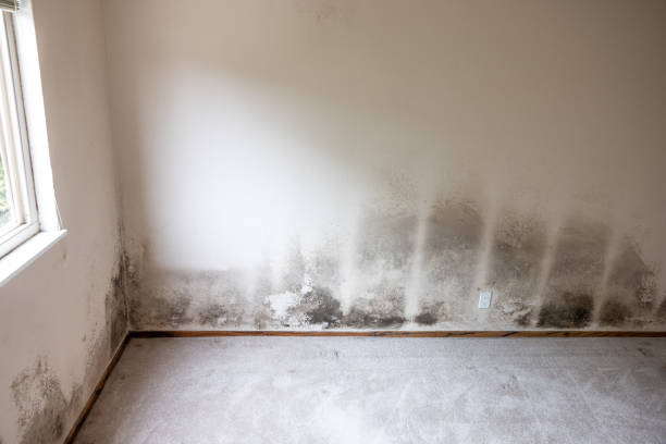 Trusted Prospect, PA Mold Removal Experts